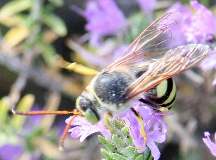 Bembix? No. cfr Stizus sp.